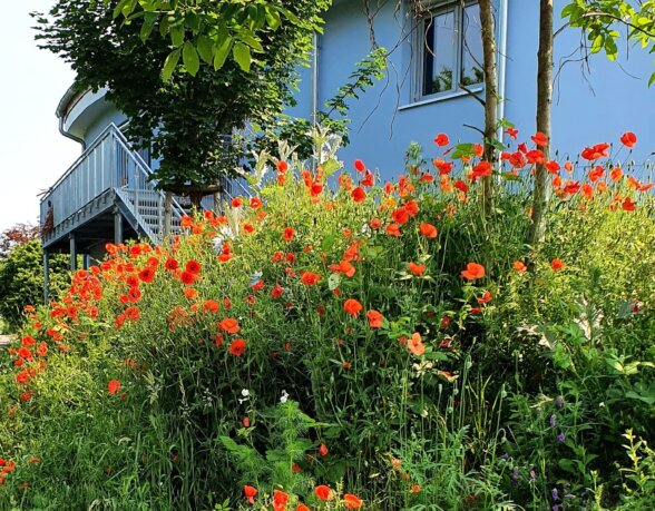Außenfoto-mit Mohnfeld-pz-parzival-zentrum-karlsruhe