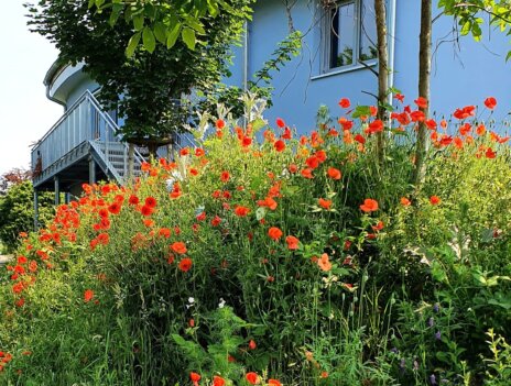Außenfoto-mit Mohnfeld-pz-parzival-zentrum-karlsruhe