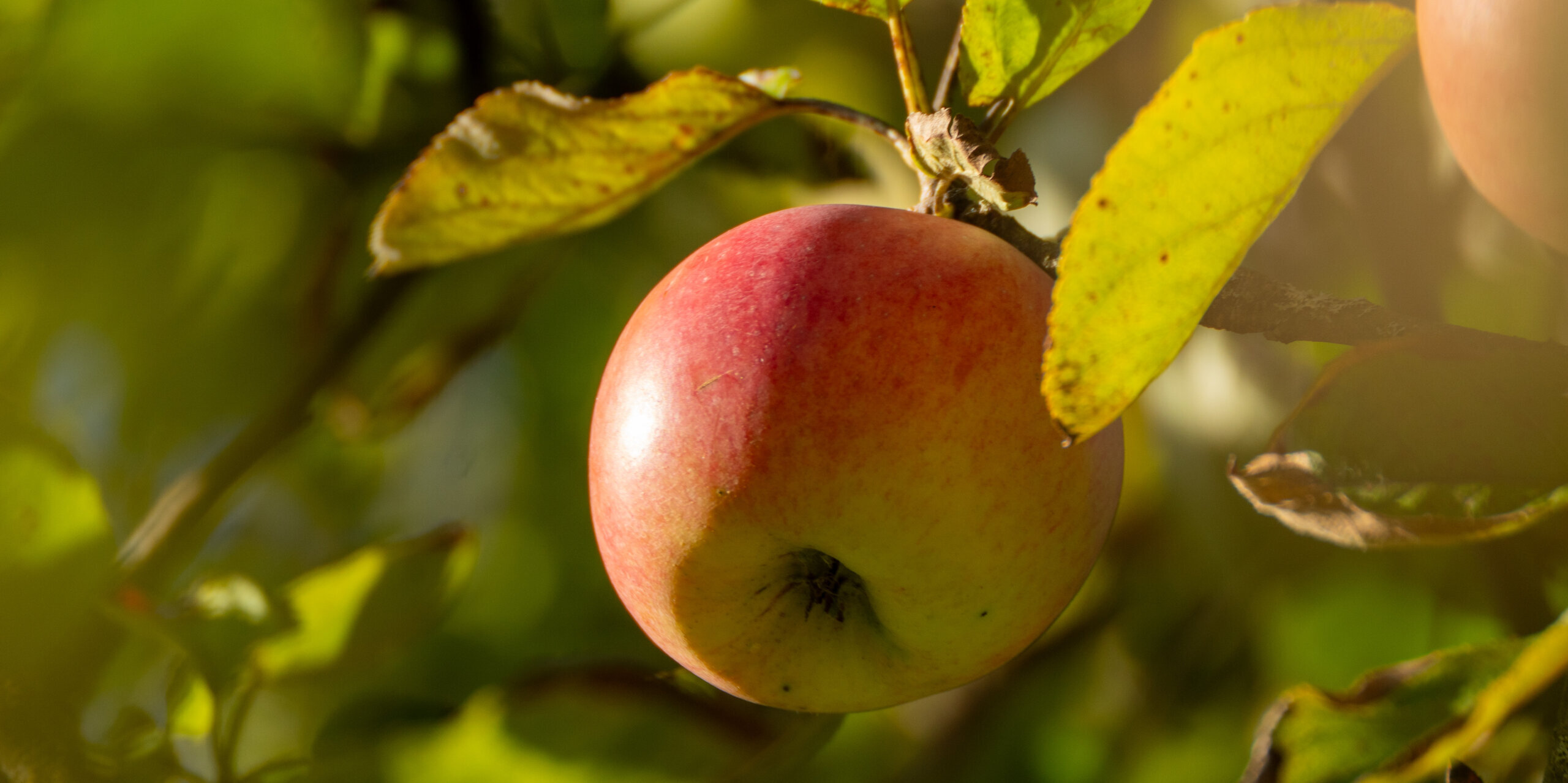 Apfelnah-hofladen-sonnenhof-parzival-zentrum-karlsruhe Apfelnah-hofladen-sonnenhof-parzival-zentrum-karlsruhe