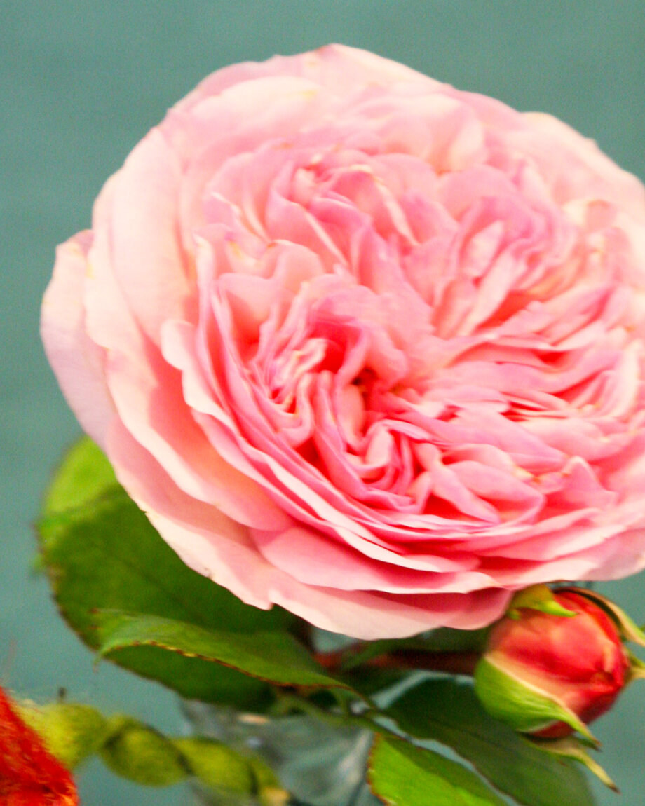 rosa-rose-titelbild-kontakt-parzival-zentrum-karlsruhe