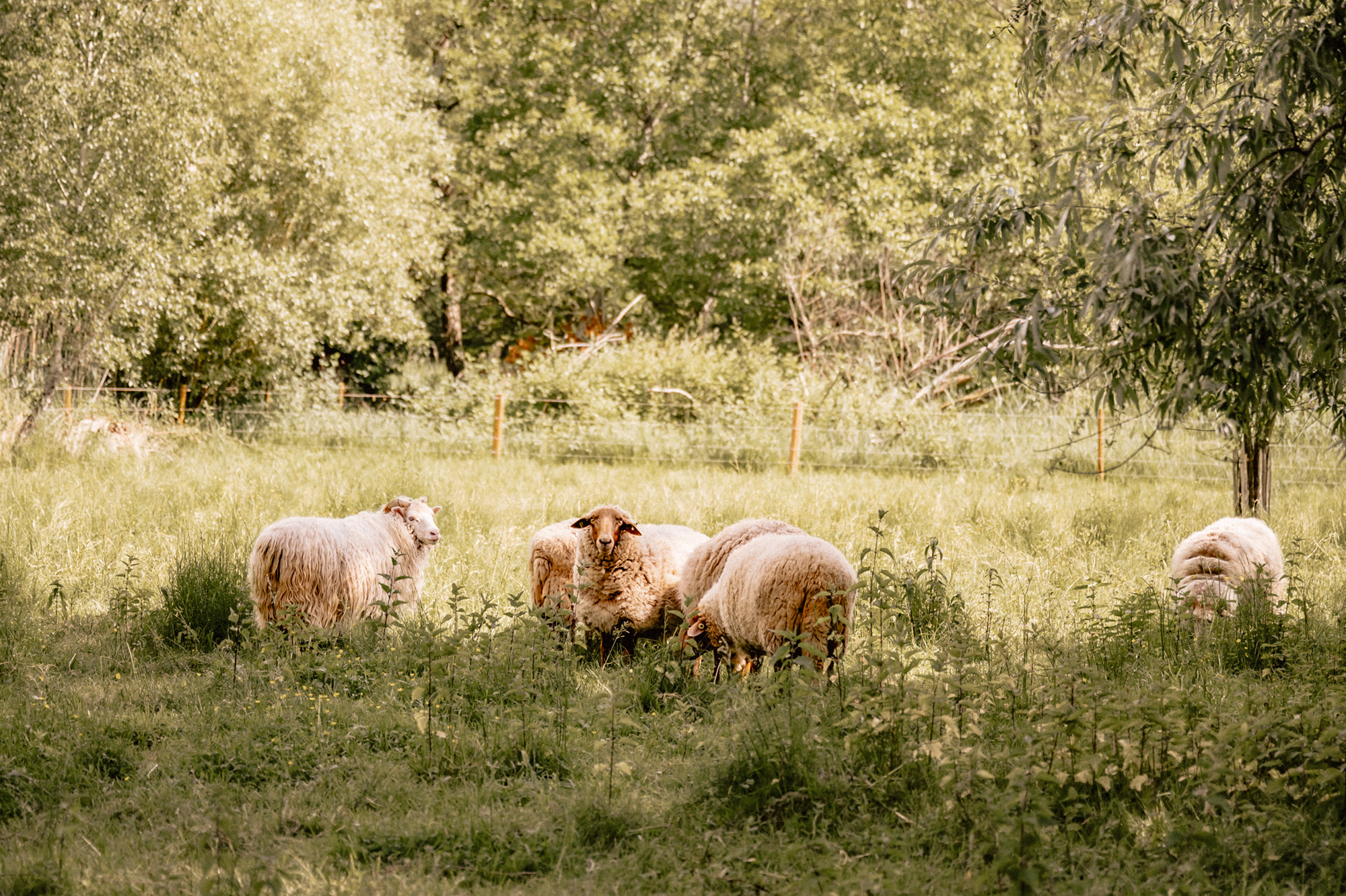 schafe-content-jugendhilfe-parzival-zentrum-karlsruhe