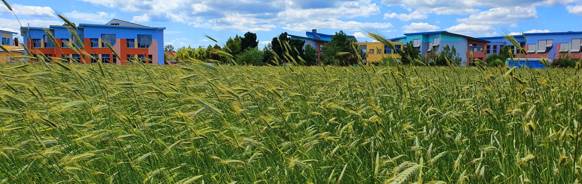 Außengelände mit Kornfeld-KSS-content-karl stockmeyer-schule-parzival-zentrum-karlsruhe