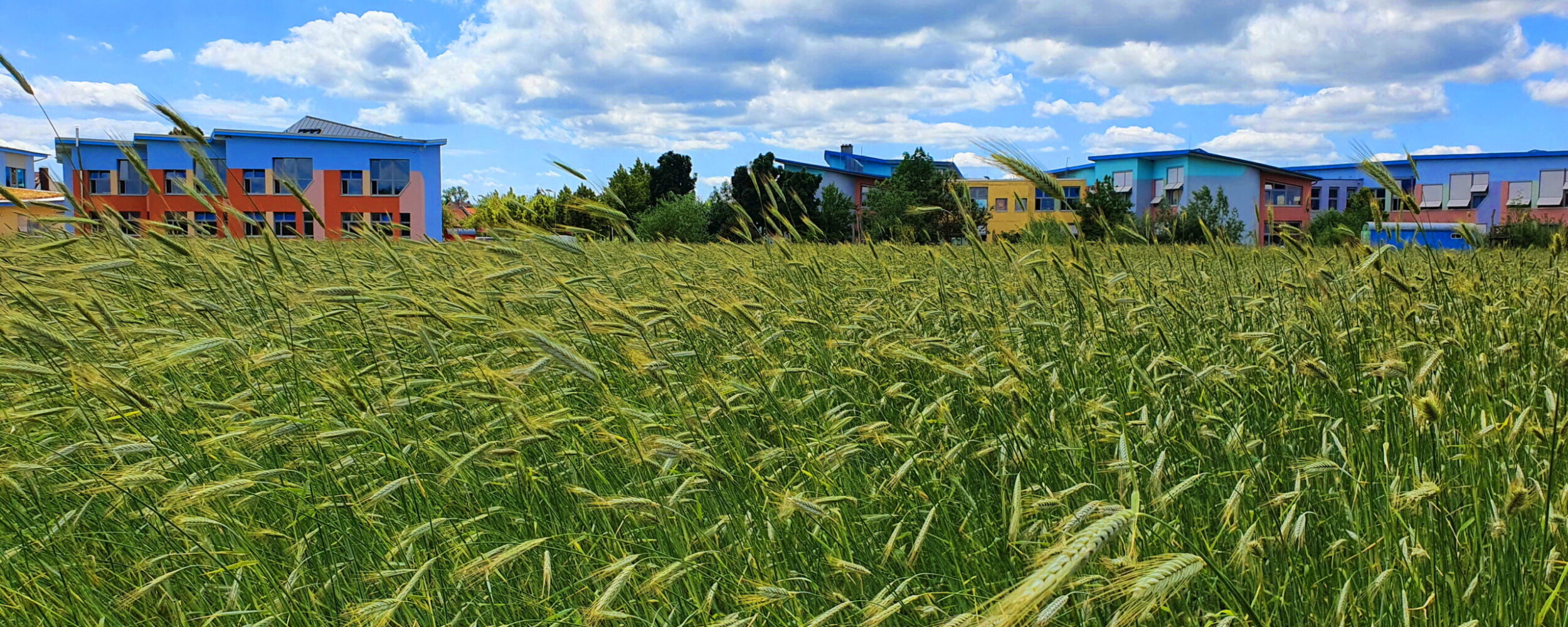 Außengelände mit Kornfeld-KSS-content-karl stockmeyer-schule-parzival-zentrum-karlsruhe