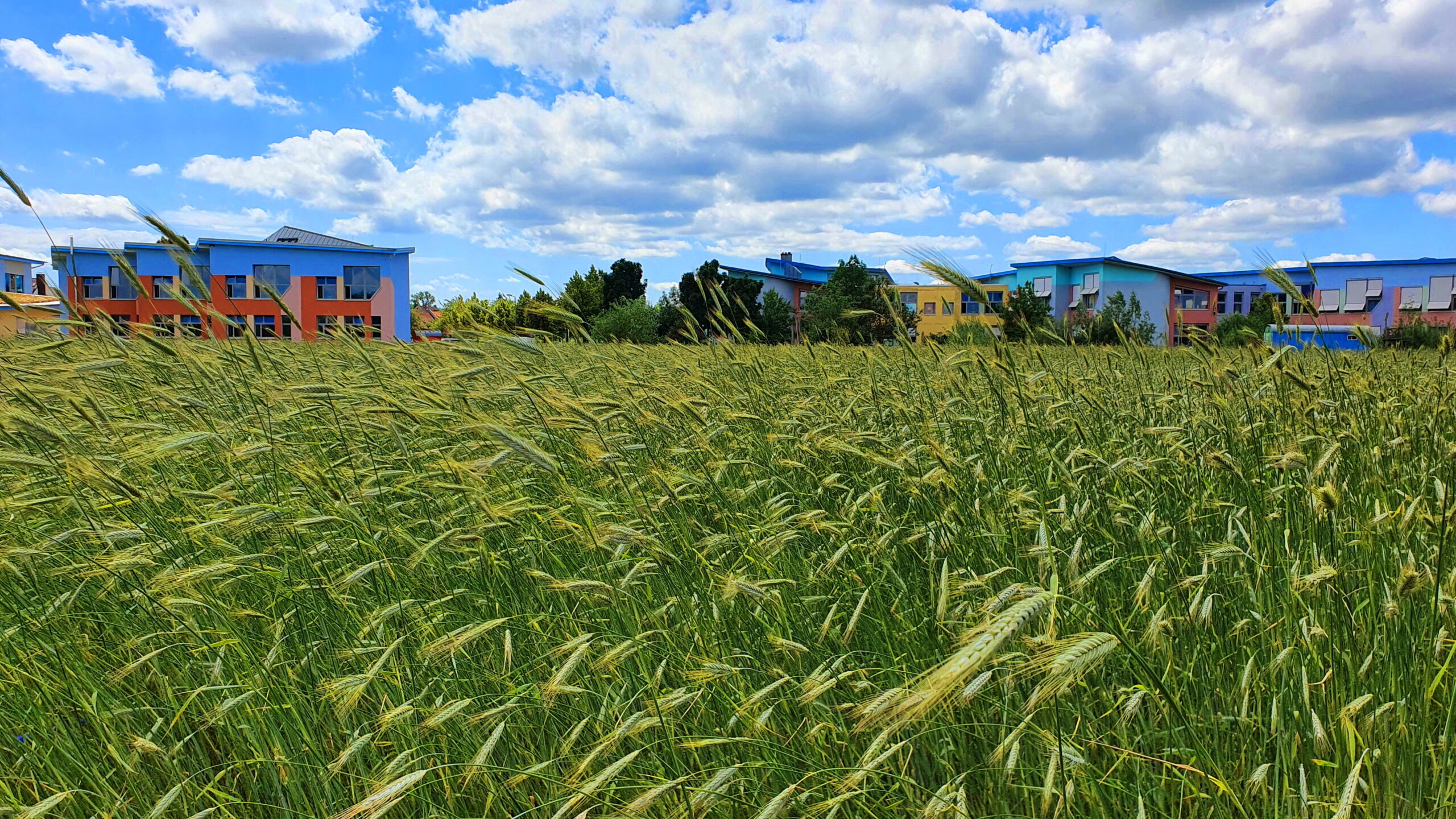Außengelände mit Kornfeld-KSS-content-karl stockmeyer-schule-parzival-zentrum-karlsruhe Außengelände mit Kornfeld-KSS-content-karl stockmeyer-schule-parzival-zentrum-karlsruhe