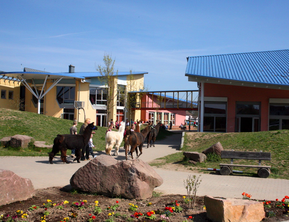 Außengelänade-mit Lamas-Header-Startseite-Parzial-Zentrum Karlsruhe