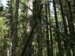 1 erlebnispädagogische Woche Schwarzwald mit der 6.Klasse