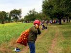 Apfelernte 2012