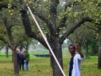 Apfelernte 2014