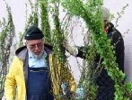 Grüner Tag