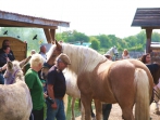 Tiersegnungsgottesdienst  auf dem Storchenhof 13